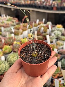 Albuca spiralis (folhas finas)