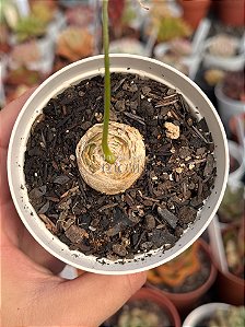 Albuca spiralis (folhas finas)