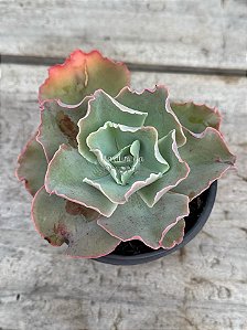 Echeveria fury reversa