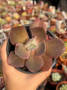 Echeveria delphynus M