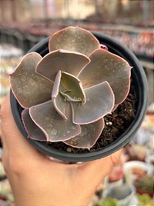 Echeveria delphynus