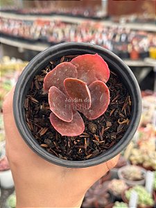 Echeveria mauna tailandesa