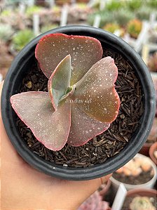 Echeveria mauna tailandesa