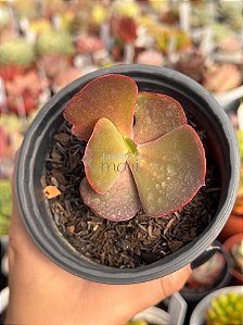 Echeveria mauna tailandesa