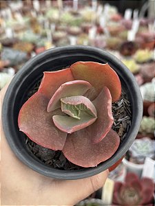Echeveria bronze boy