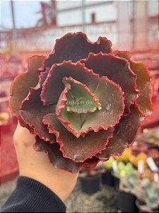 Echeveria bronze boy