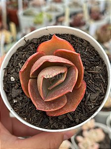 Echeveria bronze boy (SEM RAIZ)