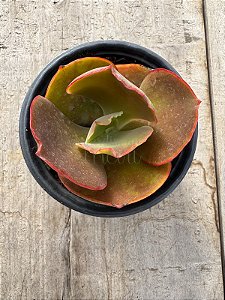 Echeveria bronze boy (SEM RAIZ)
