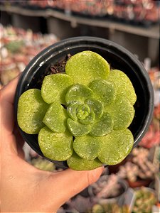 Aeonium lilly pad