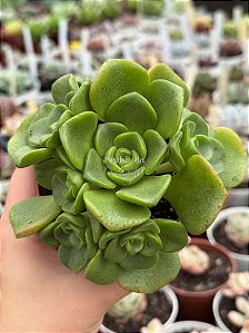 Aeonium lilly pad