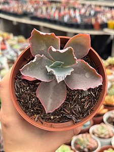 Echeveria la femme (by Dick Wright)