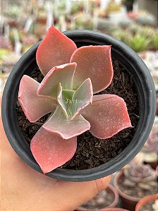 Echeveria la femme (by Dick Wright)