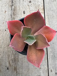 Echeveria la femme