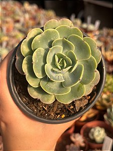 Echeveria love’s light (folhas forma de coração)