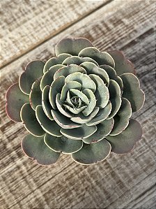 Echeveria love’s light (folhas forma de coração)