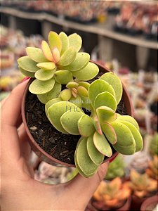 Crassula money maker variegata