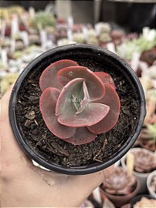 Echeveria sidereum (sem raiz)