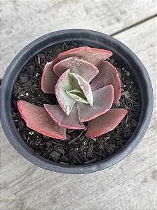 Echeveria sidereum (sem raiz)