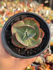 Echeveria sidereum