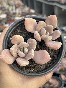 Pachyveria light and lovely