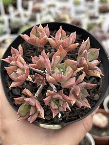 Aeonium kunkel
