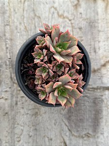 Aeonium kunkel