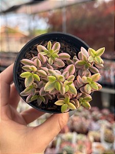 Crassula wolkensis variegata