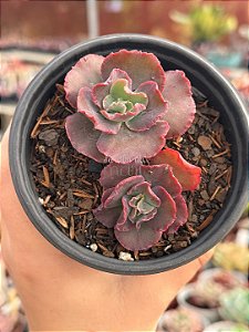 Echeveria speed bumps