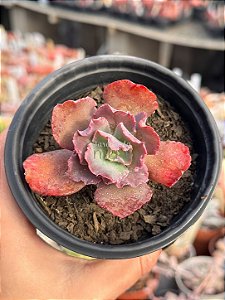 Echeveria speed bumps