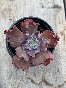 Echeveria speed bumps