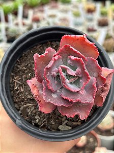 Echeveria speed bumps