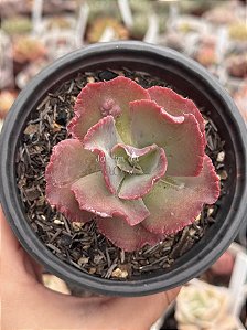 Echeveria speed bumps