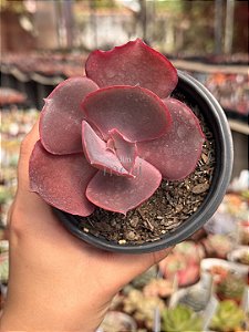 Echeveria valentine