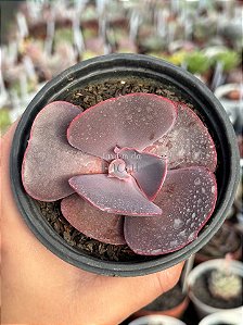 Echeveria valentine