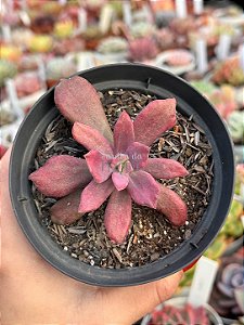 Echeveria diamond state