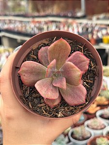 Echeveria diamond state