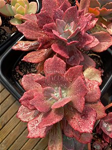 Echeveria diamond state