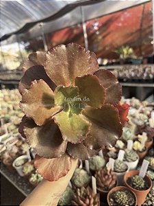 Echeveria chocolate ruffles