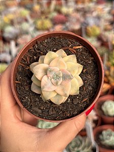 Graptopetalum victor kane variegata (sem raiz)