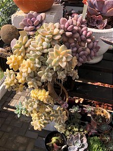 Graptopetalum Victor kane variegata