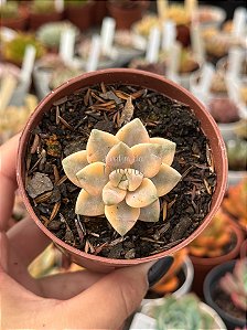 Graptopetalum victor kane variegata