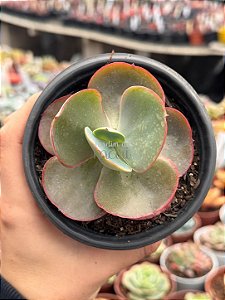 Echeveria eletric glow
