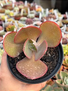 Echeveria eletric glow