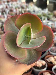 Echeveria eletric glow
