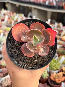 Echeveria diamond state reversa