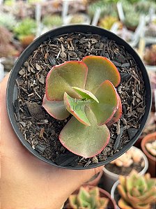 Echeveria diamond state reversa