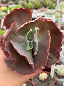 Echeveria diamond state reversa (SEM RAIZ)
