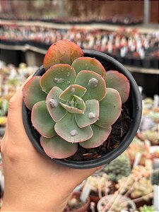 Echeveria new heights (SEM RAIZ)