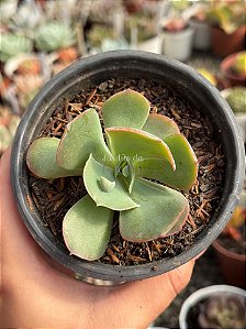 Echeveria new heights (SEM RAIZ)