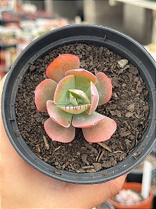 Echeveria new heights